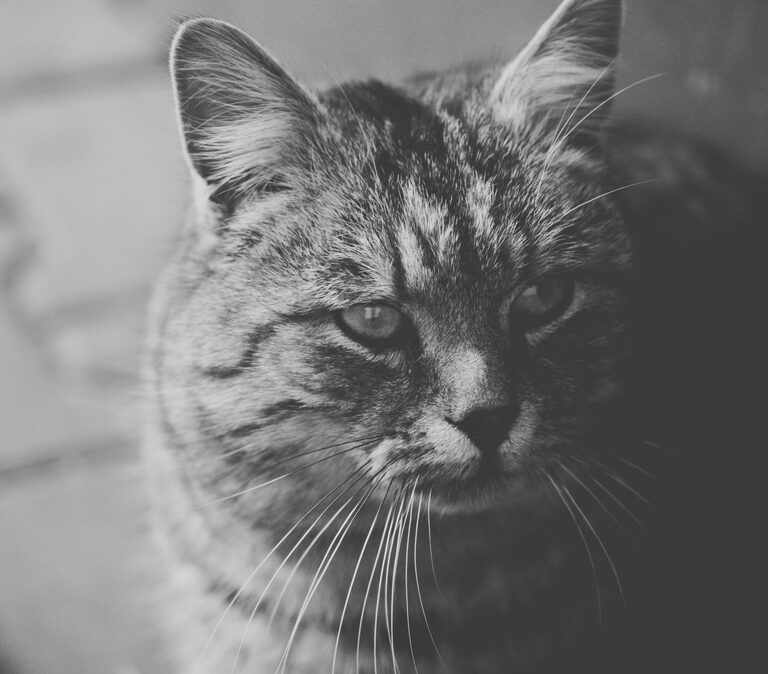 resized_24_api